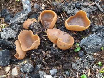 Peziza echinospora