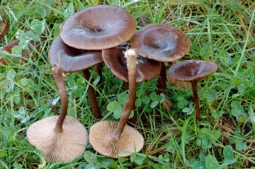 Pseudoclitocybe cyathiformis