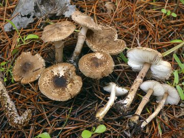 Lepiota pseudolilacea