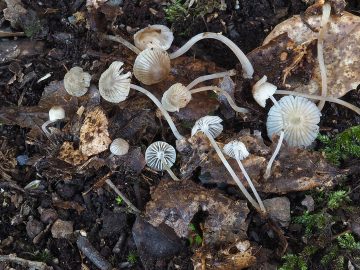 Mycena cinerella