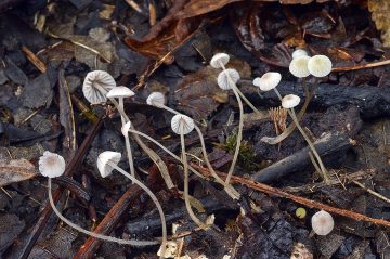 Mycena citrinomarginata