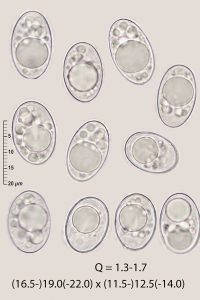 Neottiella aphanodictyon