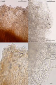 Neottiella aphanodictyon