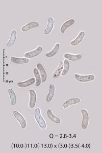 Peniophora quercina