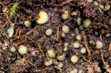 Podophacidium xanthomelum