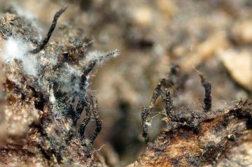 Syspastospora parasitica