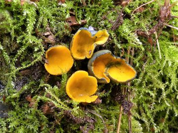 Caloscypha fulgens