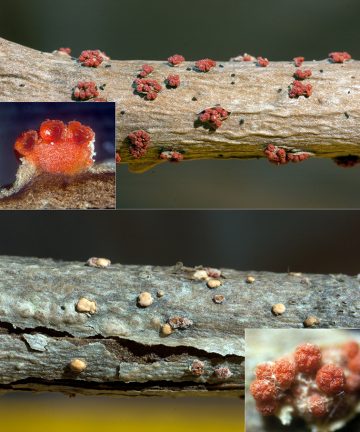 Nectria cinnabarina