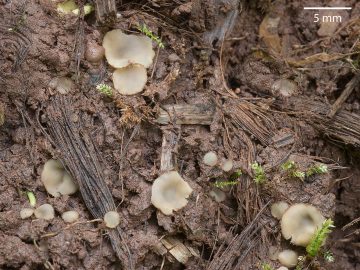Trichophaeopsis asturiensis