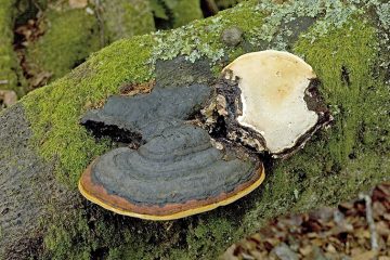Fomitopsis pinicola