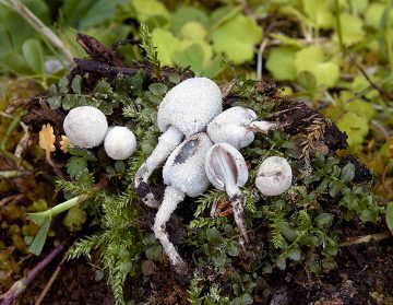 Coprinopsis martinii