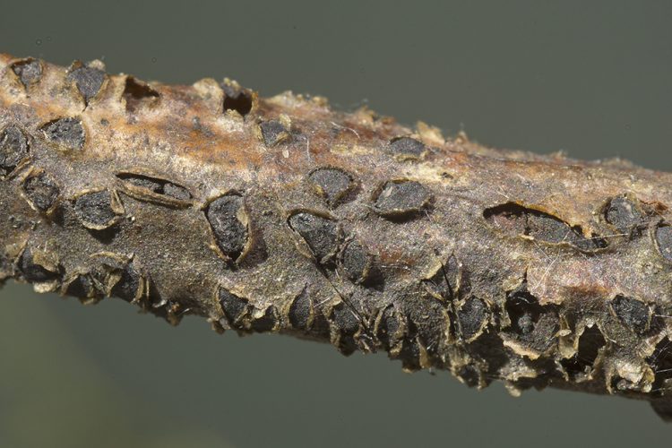 Dothiora pyrenophora