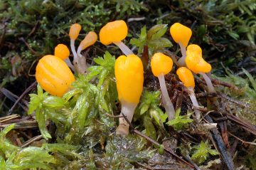 Trimmatostroma salicis