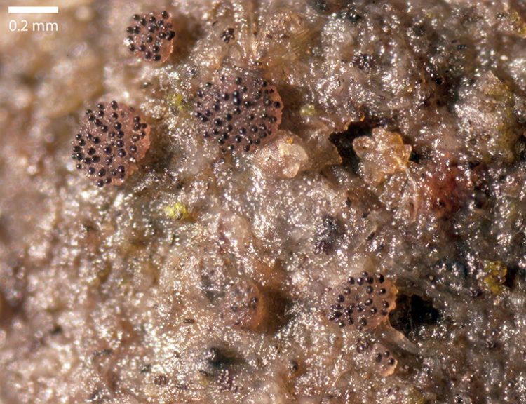 Saccobolus beckii