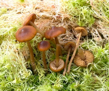 Galerina hybrida