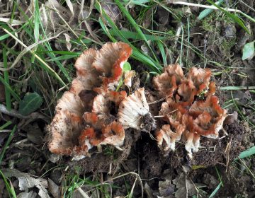 Cotylidia pannosa