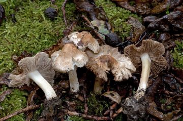 Inocybe bresadolae