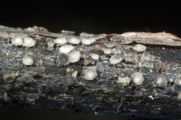 Spilopodia sp.