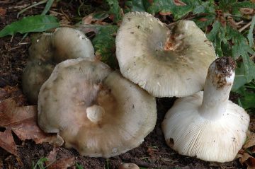 Russula cyanoxantha