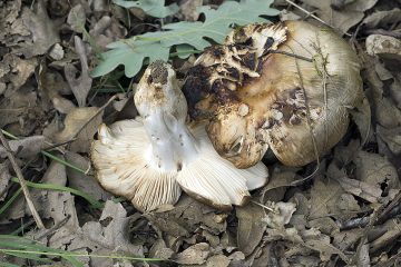 Russula sororia