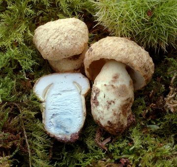 Gyroporus cyanescens