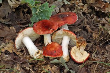 Russula melliolens