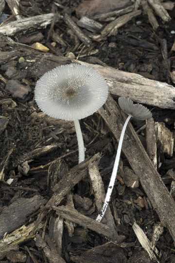 Coprinopsis jonesii