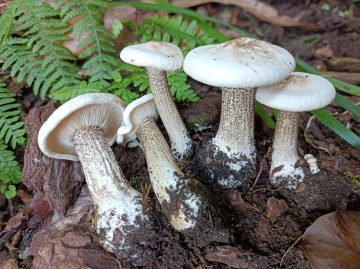 Melanoleuca verrucipes