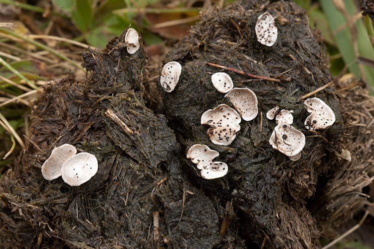 Poronia punctata