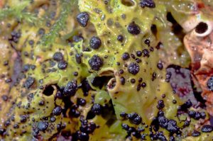 Plectocarpon lichenum