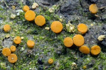 Byssonectria terrestris