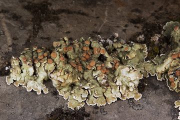 Squamarina cartilaginea