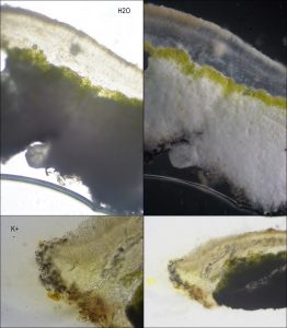 Squamarina cartilaginea
