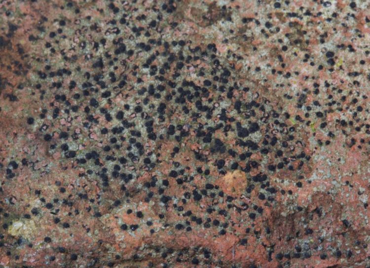 Verrucarria muralis