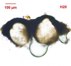 Verrucarria muralis