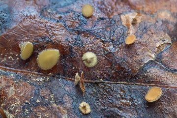 Lambertella tetrica