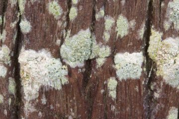 Lecanora symmicta