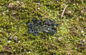Blennothallia crispa