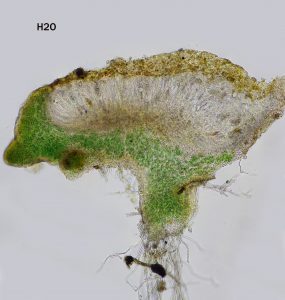 Blennothallia crispa