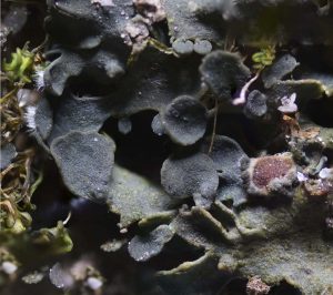 Blennothallia crispa
