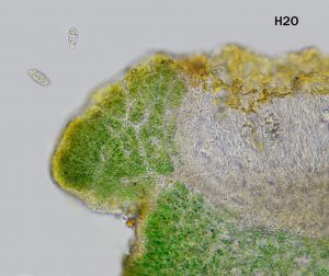 Blennothallia crispa