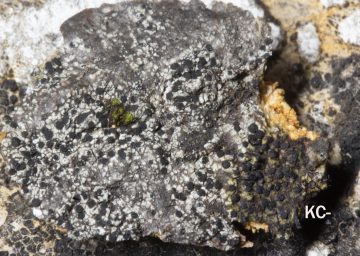 Amandinea punctata