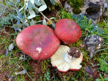 Russula juniperina