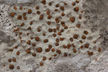 Protoblastenia calva