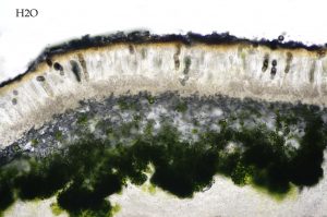 Anaptychia ciliaris