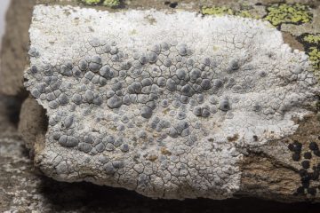 Glaucomaria rupicola
