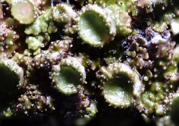 Melanohalea exasperata