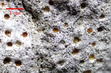 Protoblastenia incrustans