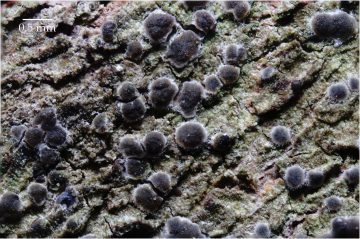 Byssoloma leucoblepharum