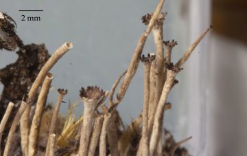 Cladonia gracilis